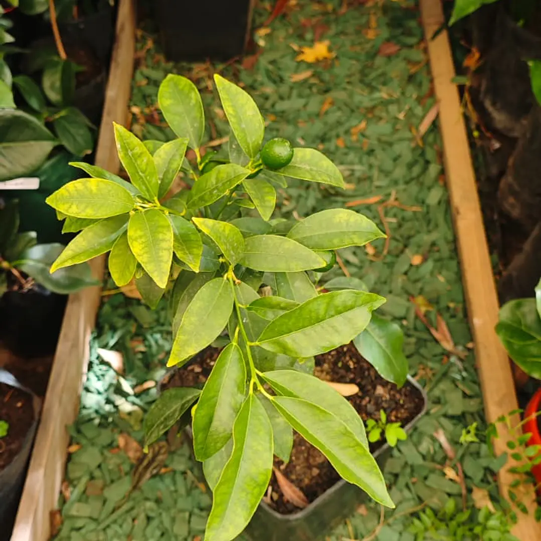 Kumquat pequeño con fruto 1