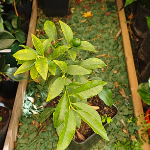 Kumquat pequeño con fruto