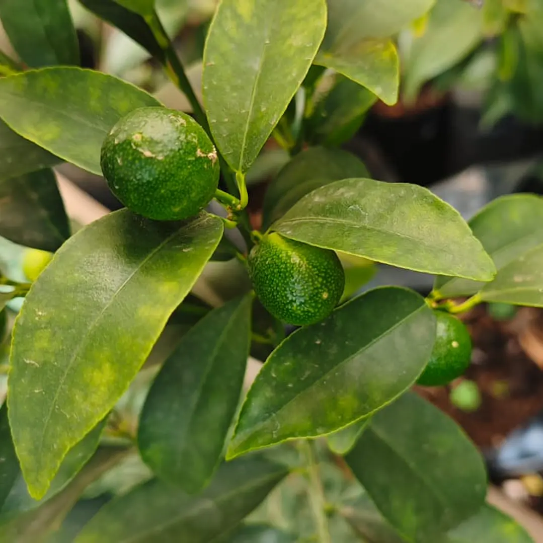 Kumquat pequeño con fruto 2