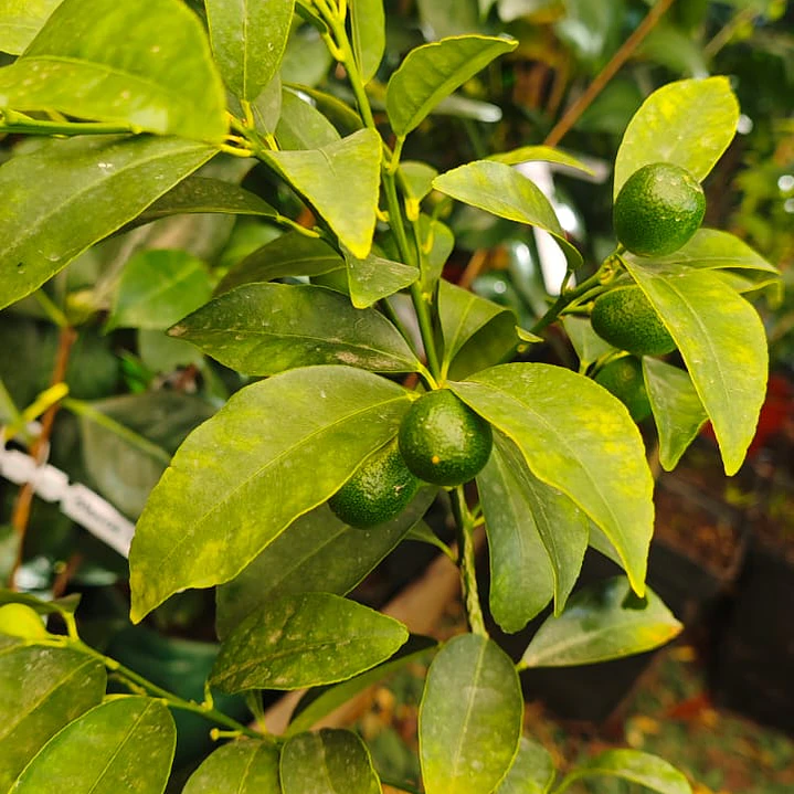 Kumquat pequeño con fruto 3
