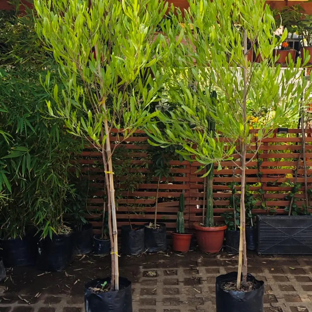 Stenocarpus Pie alto 1,60cm con maceta Rojos y verdes 3