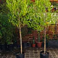 Stenocarpus Pie alto 1,60cm con maceta Rojos y verdes - Miniatura 3