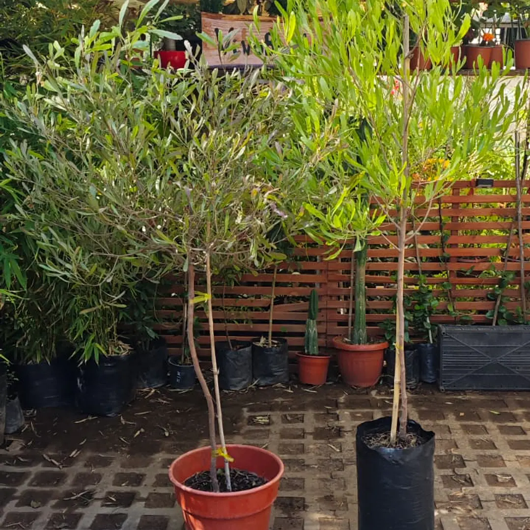 Stenocarpus Pie alto 1,60cm con maceta Rojos y verdes 4