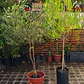 Stenocarpus Pie alto 1,60cm con maceta Rojos y verdes - Miniatura 4