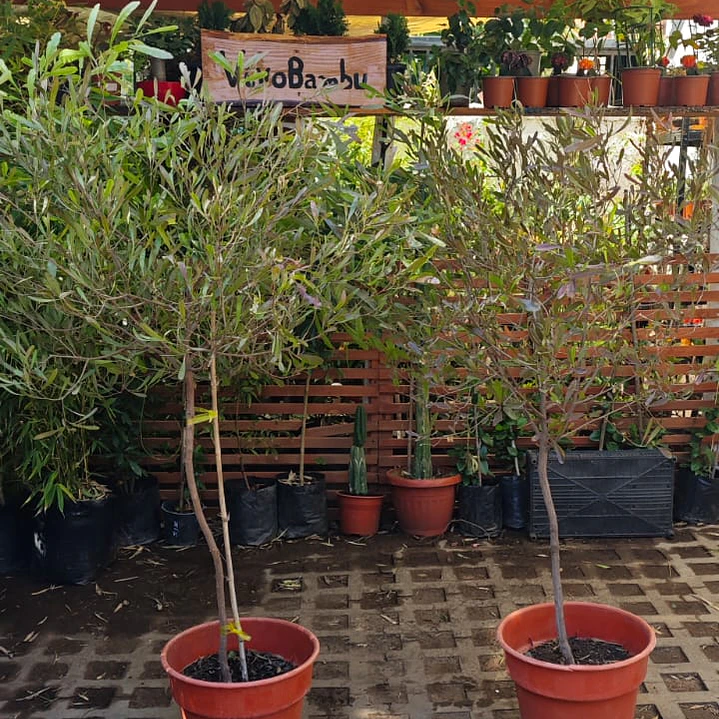 Stenocarpus Pie alto 1,60cm con maceta Rojos y verdes 5