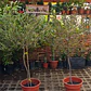 Stenocarpus Pie alto 1,60cm con maceta Rojos y verdes - Miniatura 5
