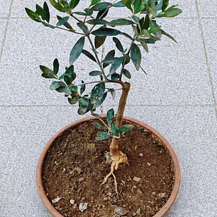Olivo Bonsai 5 años