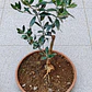 Olivo Bonsai 5 años - Miniatura 1