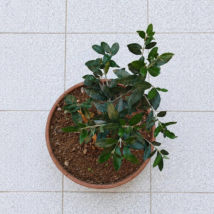 Olivo Bonsai 5 años 2