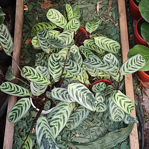 Calathea Setosa