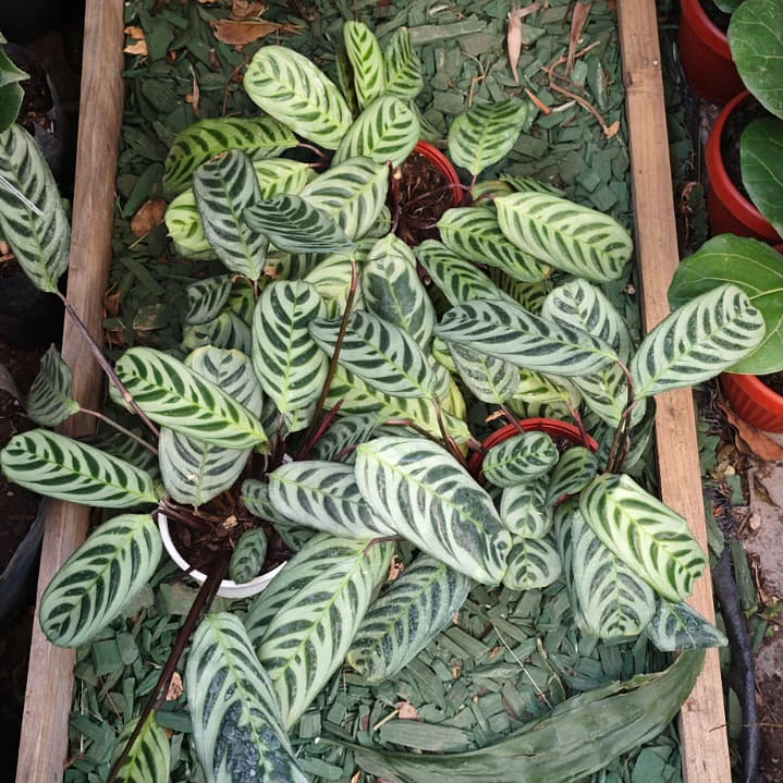 Calathea Setosa 1