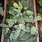 Calathea Setosa - Miniatura 1
