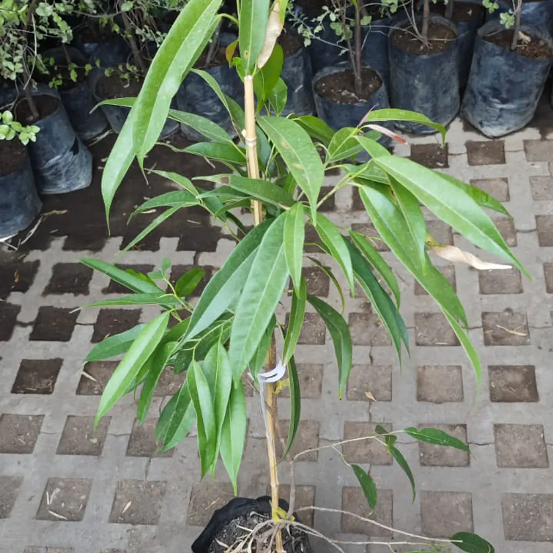 Ficus Alii 1