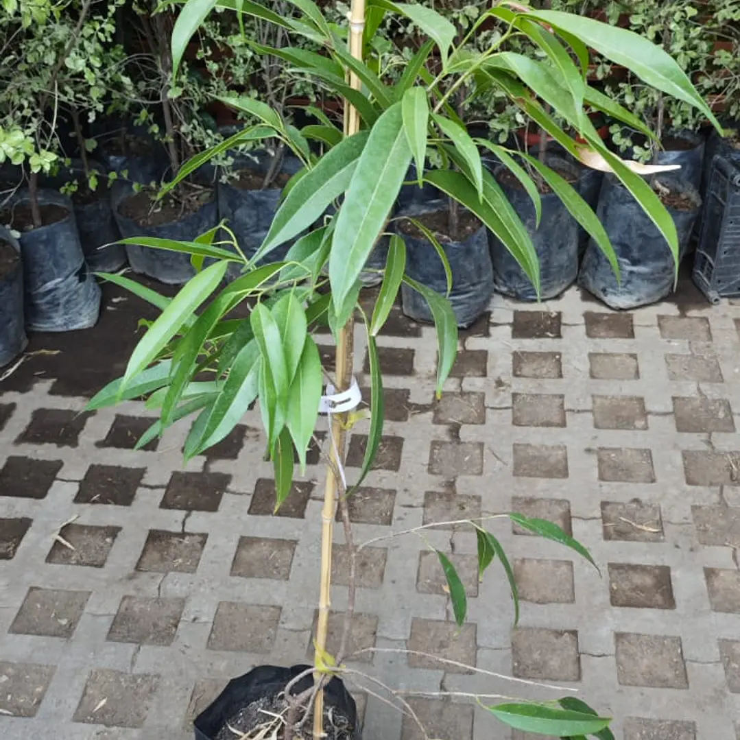 Ficus Alii 2