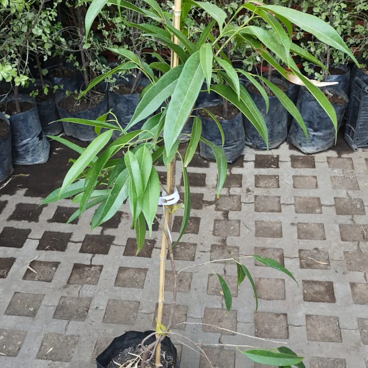Ficus Alii 2