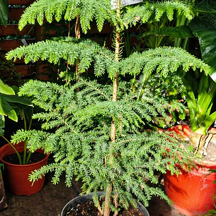 Pino Excelsa 