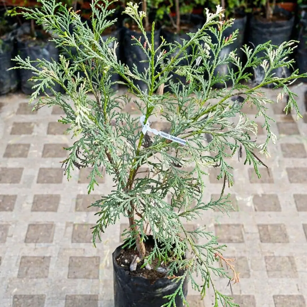 Pino Thuja Arborvitae 1