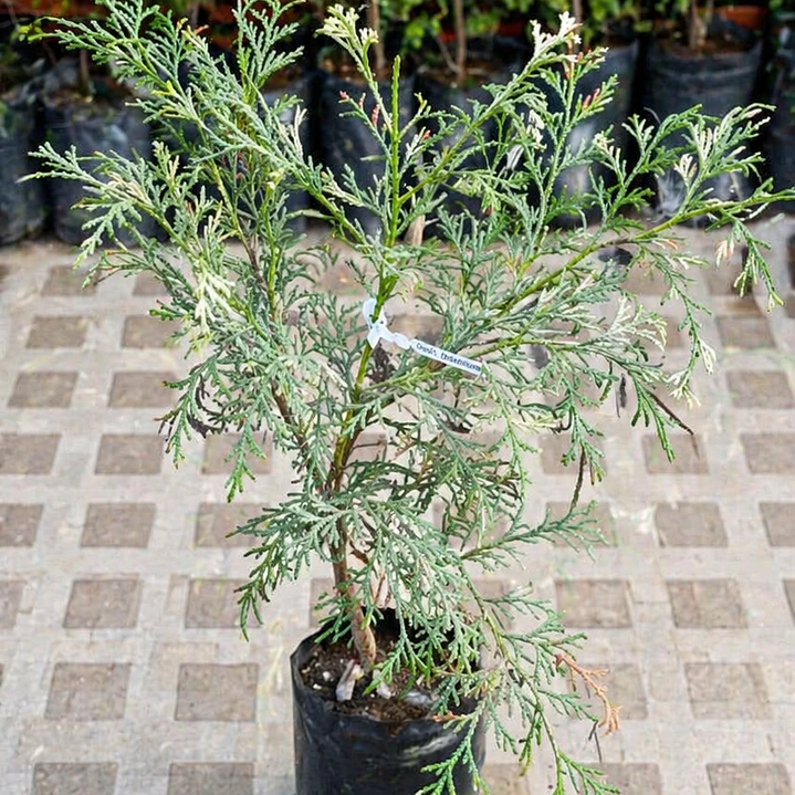 Pino Thuja Arborvitae 1