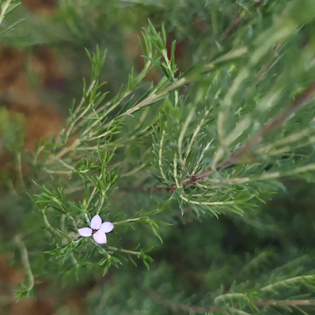 Diosma grande 2