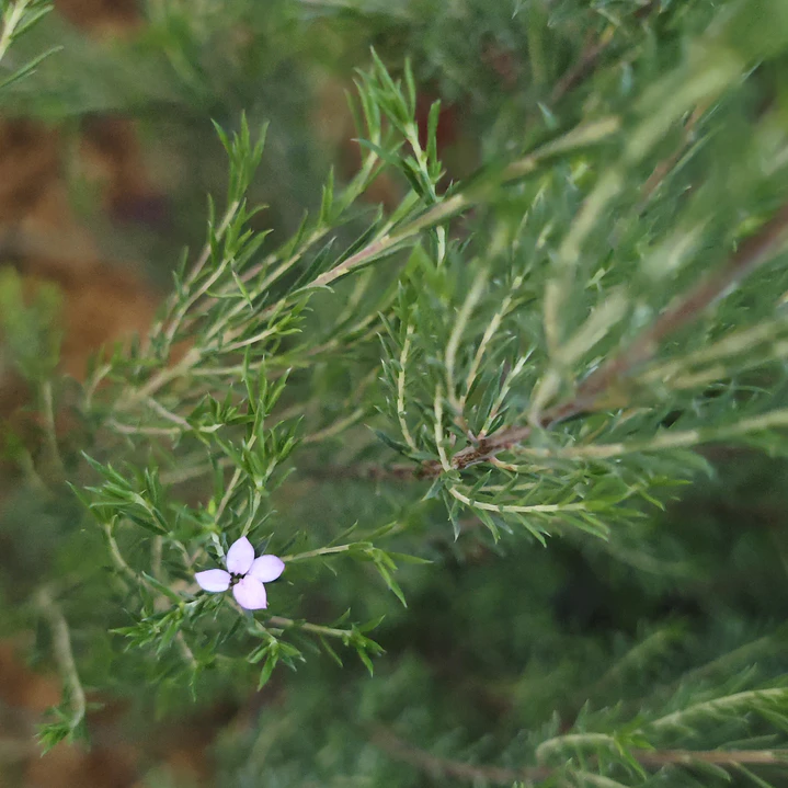 Diosma grande 2