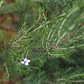Diosma grande - Miniatura 2