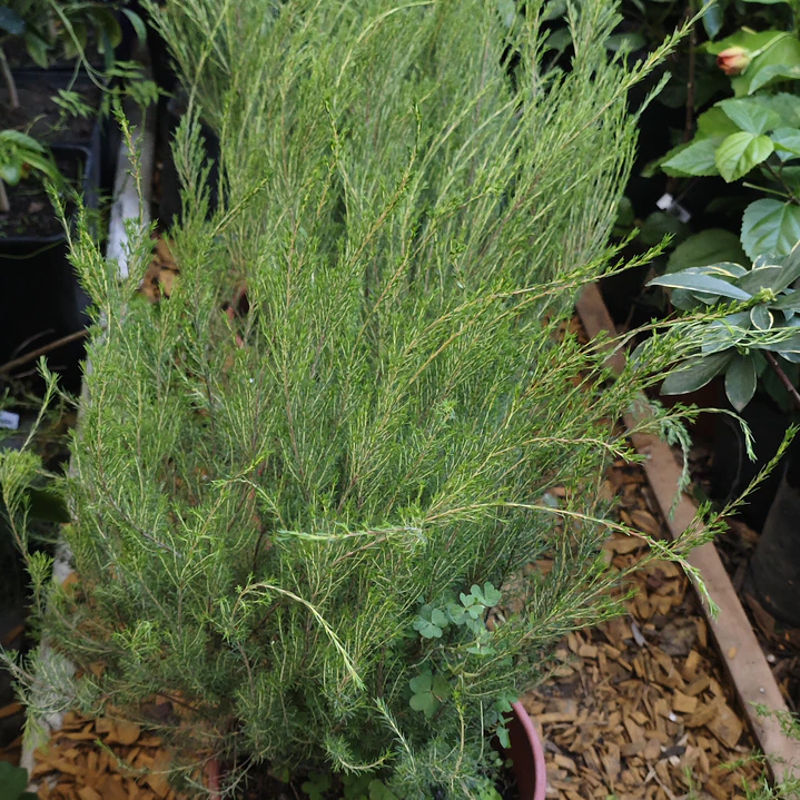 Diosma grande 1
