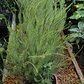 Diosma grande - Miniatura 1