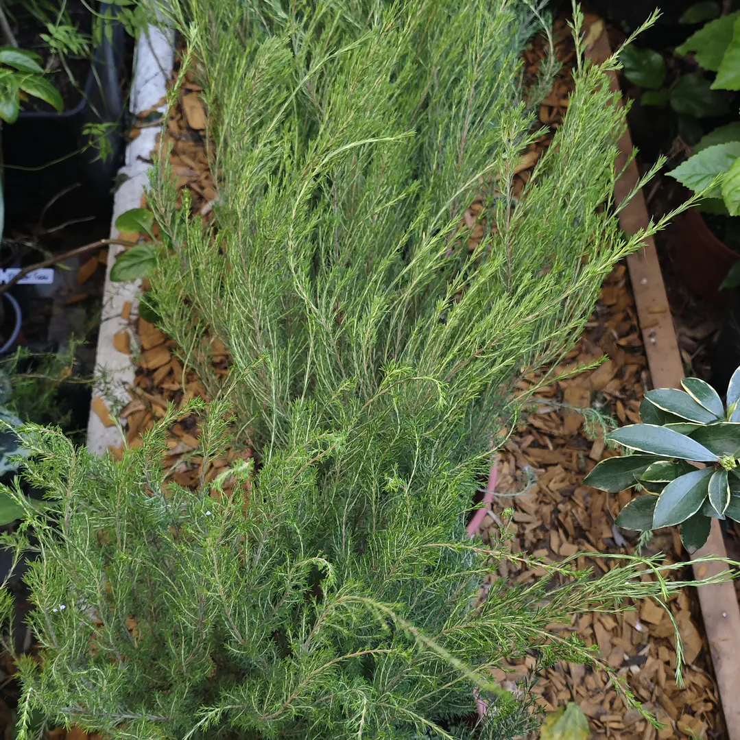 Diosma grande 3