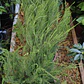 Diosma grande - Miniatura 3