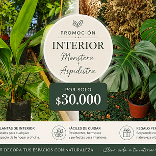 Promoción Monstera + Aspidistra 