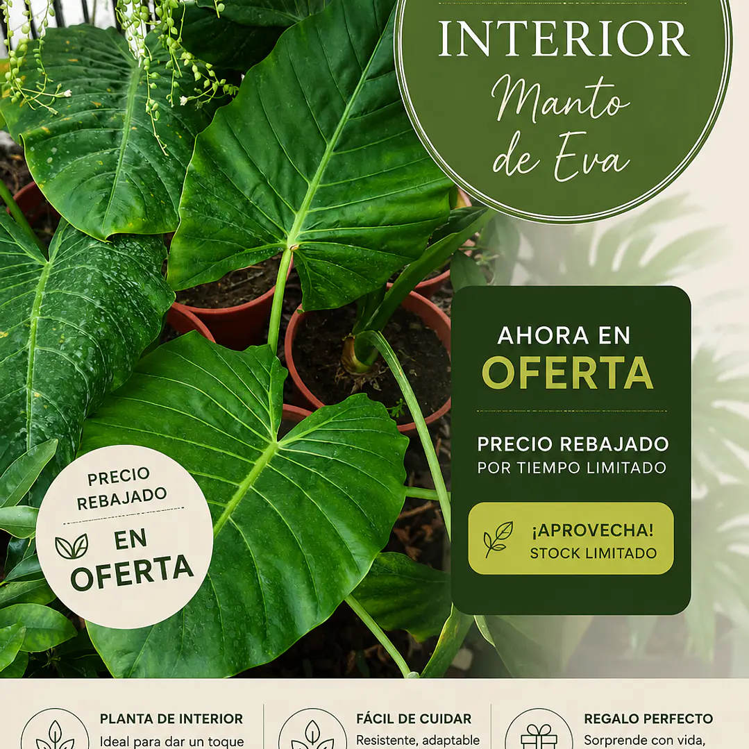 Oferta Manto de Eva 1