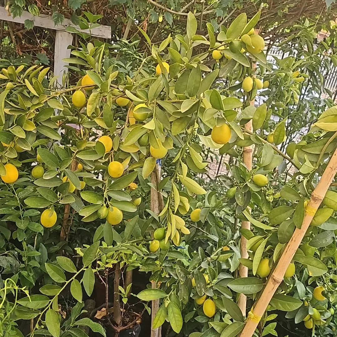 Lemonquat 1.3 m 1