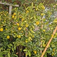 Lemonquat 1.3 m - Miniatura 1