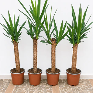 Yuca interior (70-80 cm)