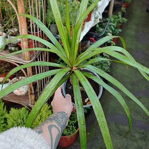 Drácena Marginata