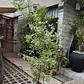 Pittosporum Nigricans Frondoso desde 1.60 m - Miniatura 2