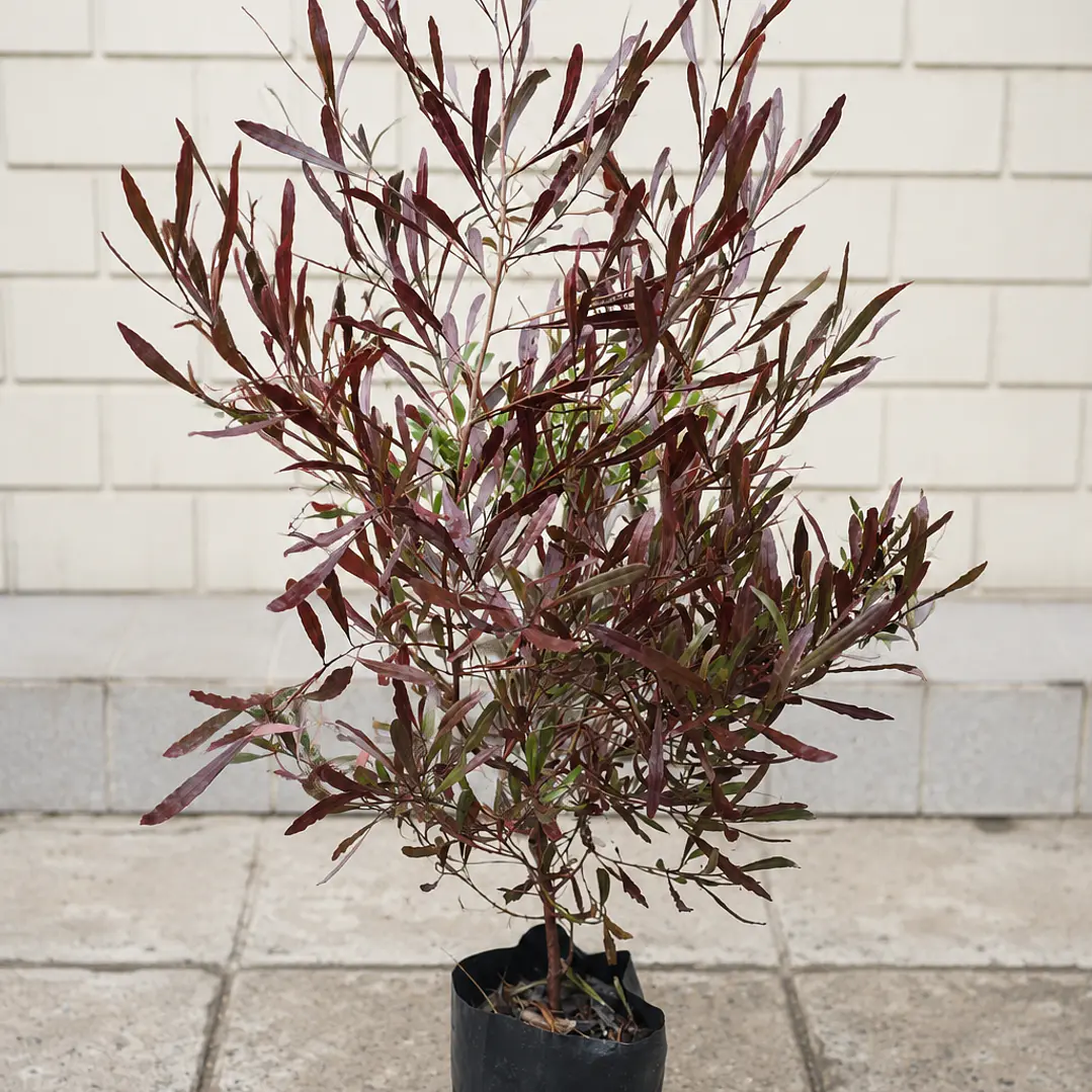 Stenocarpus Rojo  1