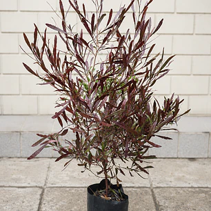 Stenocarpus Rojo 