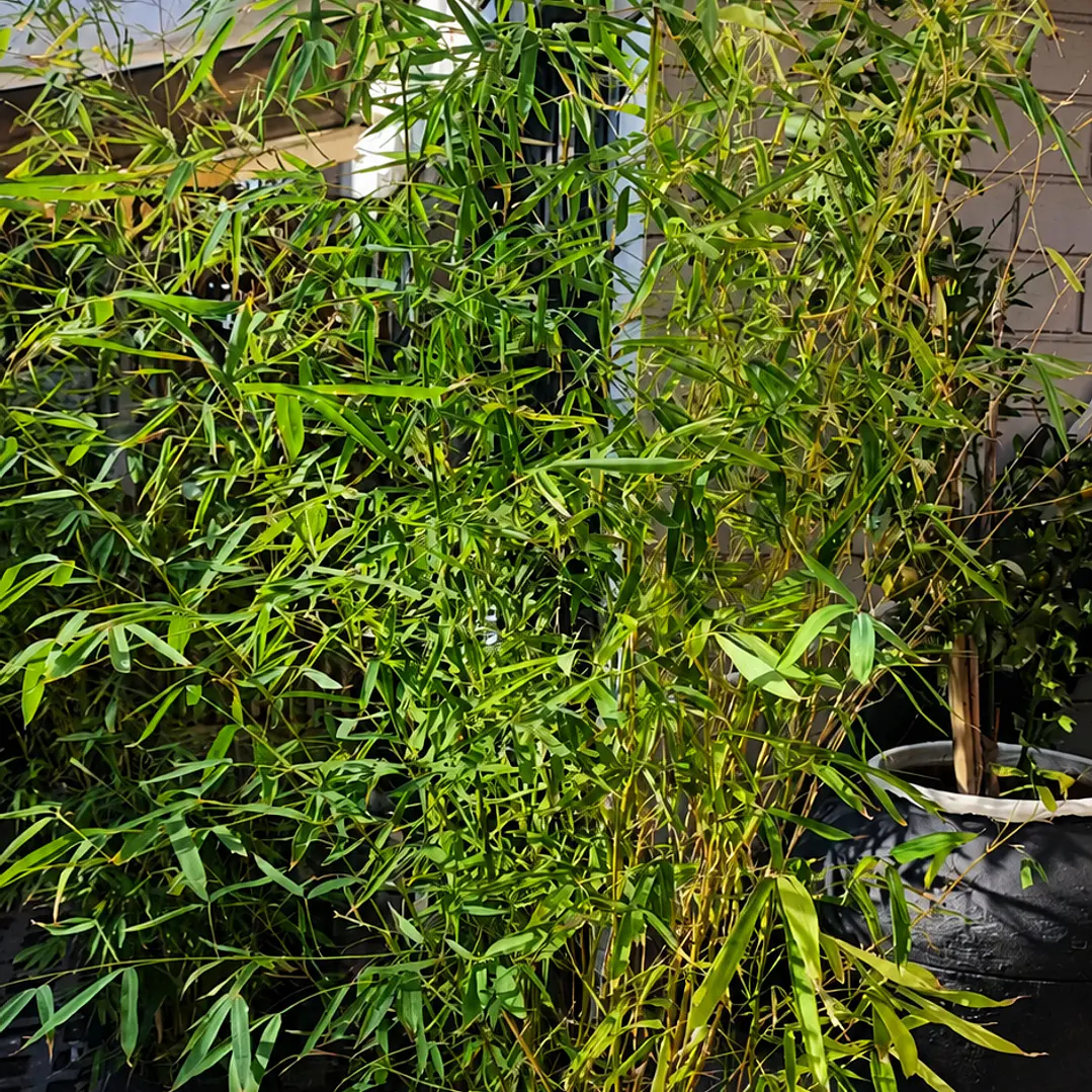 Bambú verde gigante  1