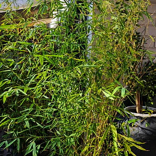 Bambú verde gigante 