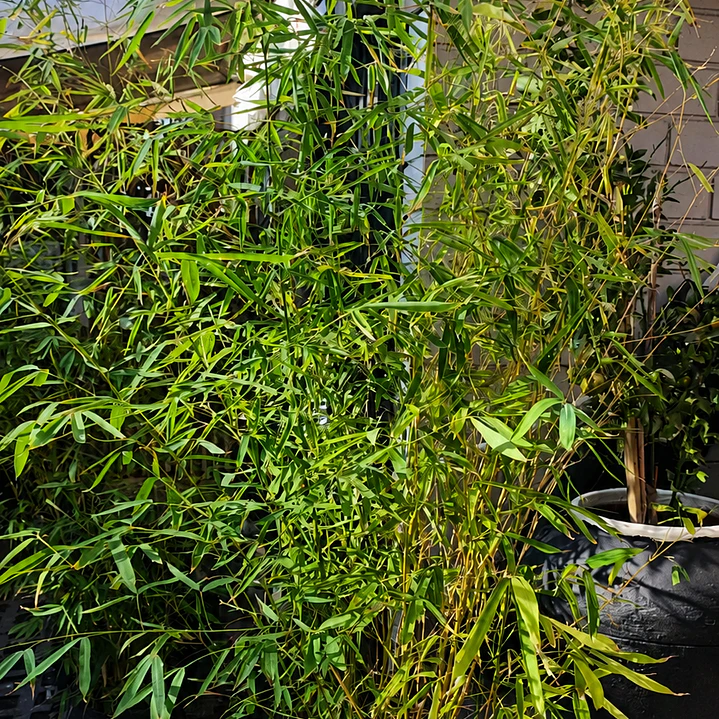 Bambú verde gigante  1