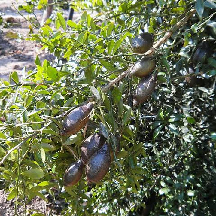 Árbol limón caviar  2