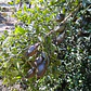 Árbol limón caviar  - Miniatura 2