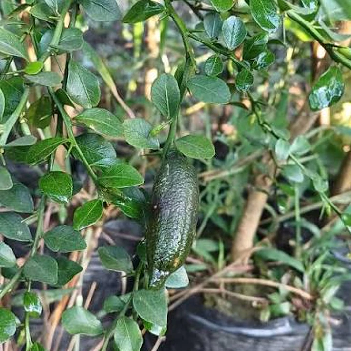Árbol limón caviar  3