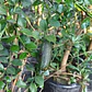 Árbol limón caviar  - Miniatura 3