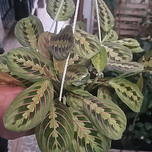 Maranta leuconera 