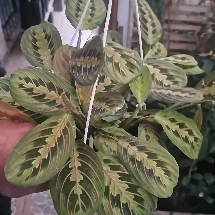 Maranta leuconera  1