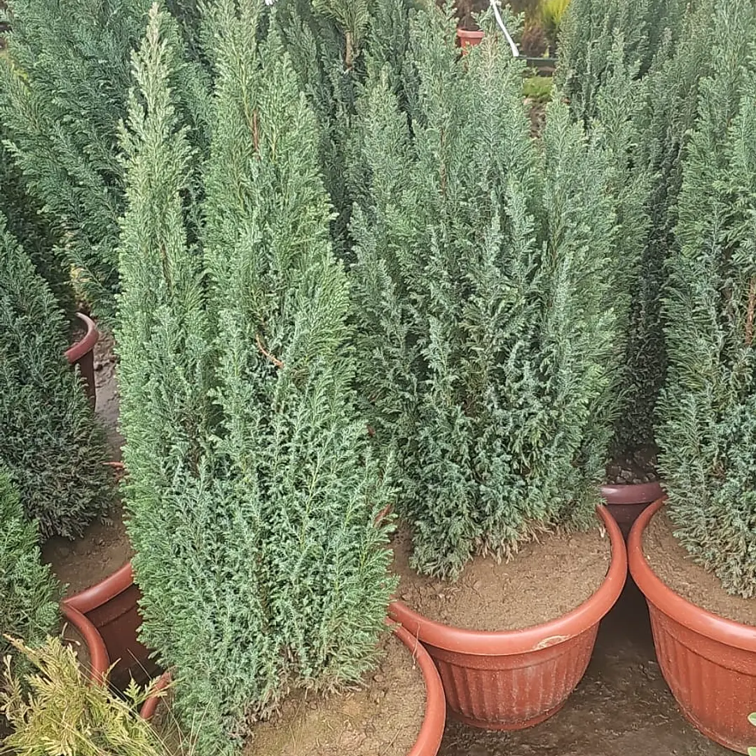 Pino Woody azul frondoso 1.10 metro 1