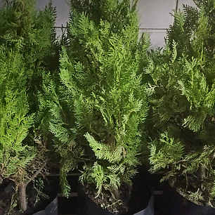 Pino Thuja 80 cm
