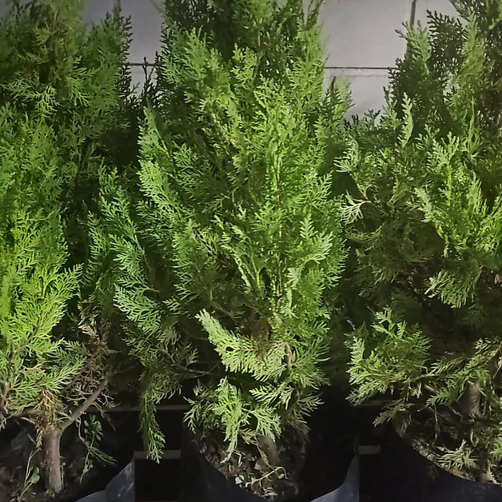 Pino Thuja 80 cm 1